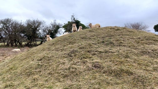 Sheep on top of a small hill